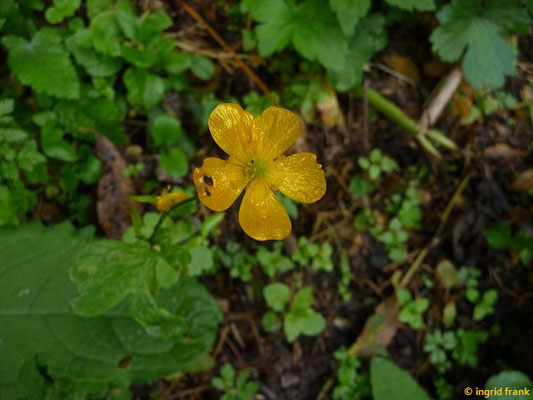 Ranunculus montanus aggr. / Berg-Hahnenfuss