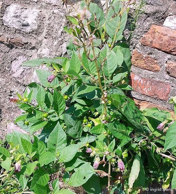 Atropa bella-donna / Echte Tollkirsche   (17.08.2023; Ruine Schauenburg bei Dossenheim)