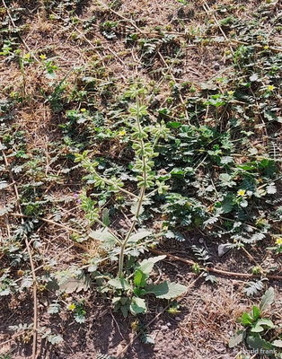 Salvia verbenaca / Eisenkraut-Salbei  (27.08.2024; Rom, Forum Romanum)