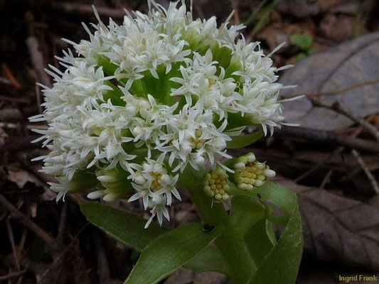 Petasites albus / Weiße Pestwurz