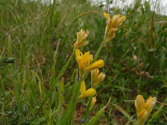 Genista sagittalis / Flügel-Ginster
