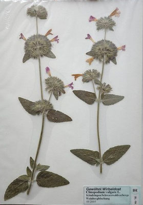 Clinopodium vulgare / Gewöhnlicher Wirbeldost   (09/2005; Köndringen/Schwarzwaldvorberge)    (Herbarium Dr. Wolf von Thun)