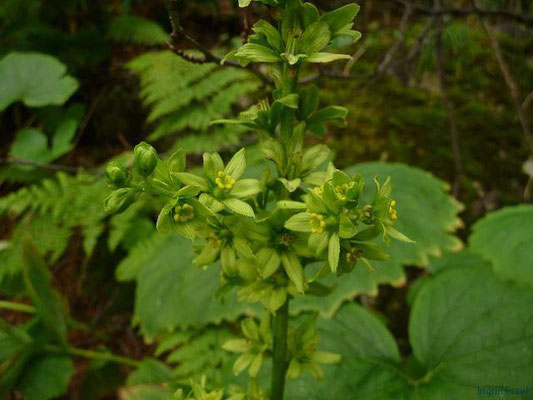 Veratrum album ssp. lobelianum - Grünlicher Germer