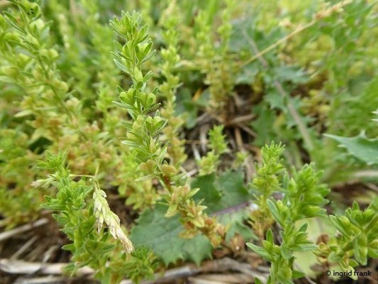 Platz 56: Feld-Ehrenpreis / Veronica arvensis   (nachgewiesen in 1091 der 1161 Kartierquadranten)