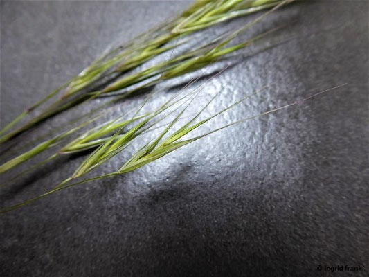 Bromus sterilis / Taube Trespe    V-VI