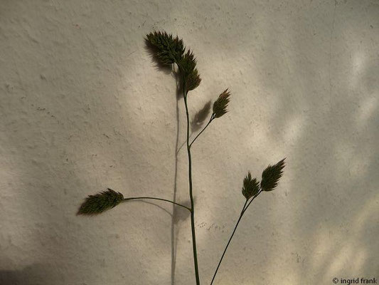 Dactylus glomerata / Wiesen-Knäuelgras