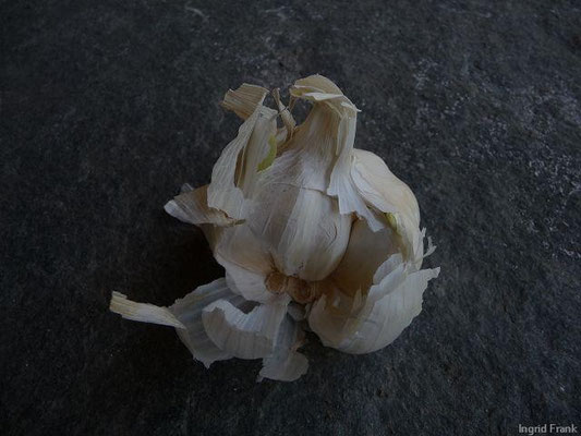 Allium sativum - Knoblauch