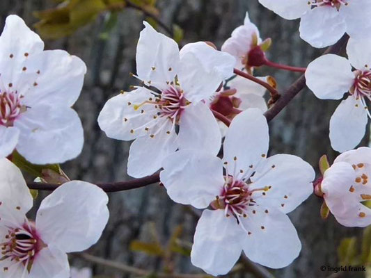 Prunus cerasifera - Kirschpflaume    III-IV
