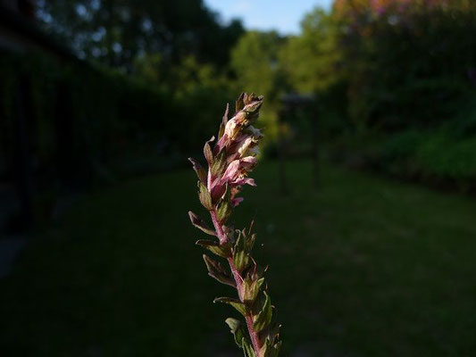 Odontites vulgaris / Gewhnlicher Zahntrost (Wurzel-Hemiparasit)