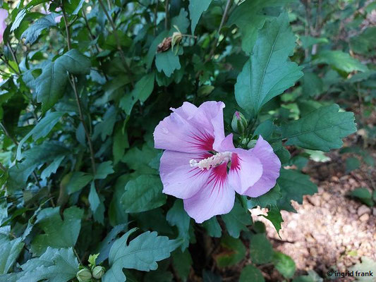 Hibiscus syriacus / Straucheibisch   (17.08.2023; Dossenheim, vermutlich aus Garten verwildert)