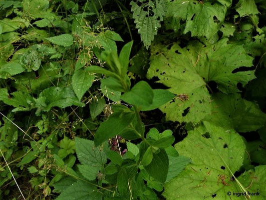 Hypericum maculatum / Geflecktes Johanniskraut