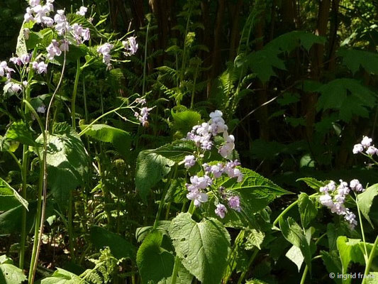 Lunaria rediviva / Ausdauerndes Silberblatt