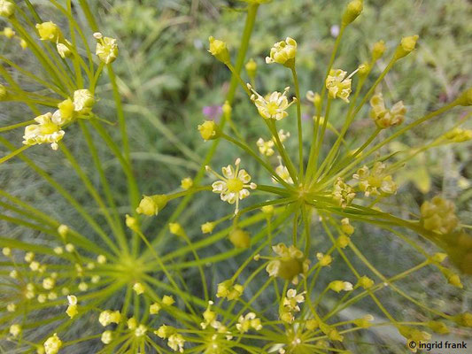 Peucedanum officinale / Echter Haarstrang  (strauchartenfeld auf dem Beutenlay bei Münsingen)   VII-IX