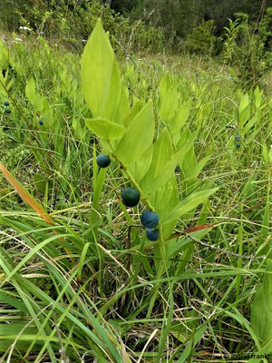 Polygonatum odoratum / Echtes Salomonsiegel