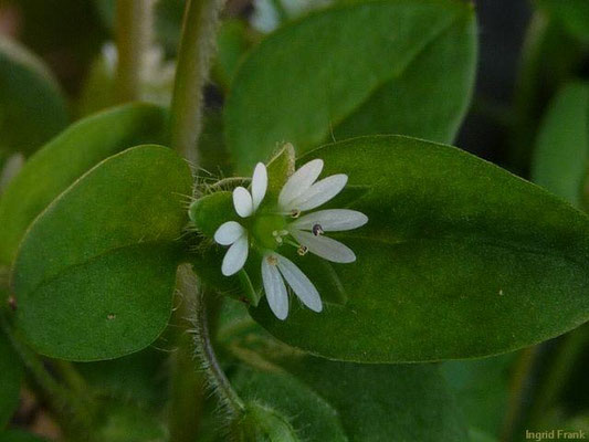 Stellaria media / Vogelmiere