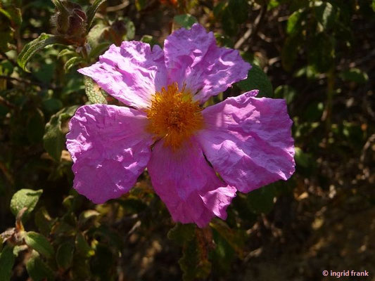 Cistus creticus / Graubehaarte Zistrose
