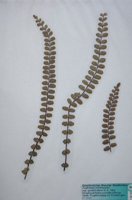 Asplenium trichomanes / Braunstieliger Streifenfarn  (07/2005; Heimbach, Schwarzwaldvorberge)  (Herbarium Dr. Wolf von Thun)