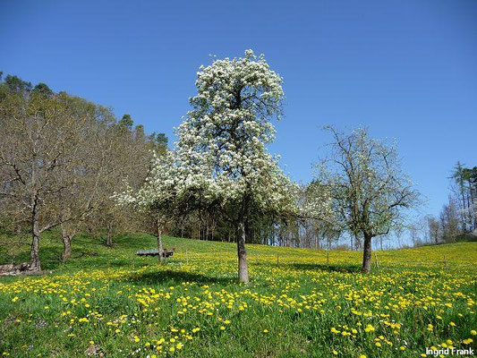Pyrus communis / Kultur-Birne