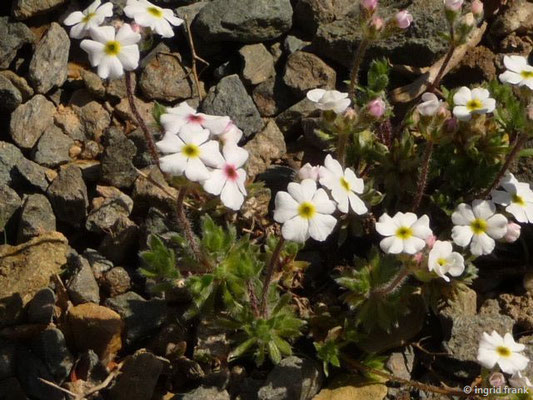 Androsace villosa / Zottiger Mannsschild (Botanischer Garten Adorf im Vogtland)