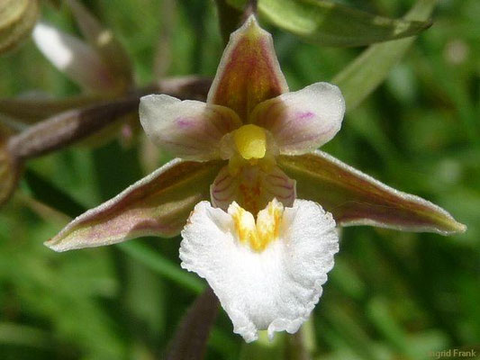 Epipactis palustris / Sumpf-Ständelwurz