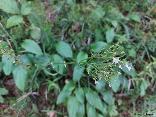 Valeriana montana / Berg-Baldrian  (nur Baden-Württemberg)