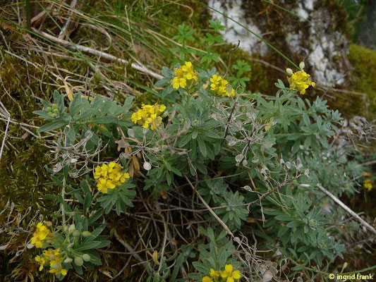 Alyssum montanum ssp. montanum / Berg-Steinkraut