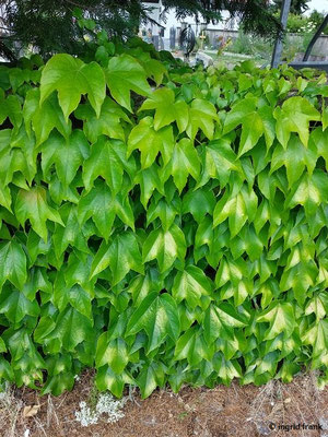 Parthenocissus tricuspidata / Dreilappige Jungfernrebe