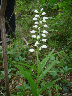 Cephanlanthera longifolia / Schwertblättriges Waldvögelein    V-VI