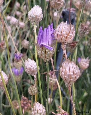 Catananche caerulea / Blaue Rasselblume