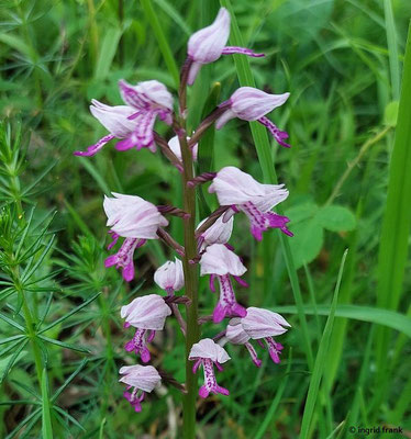 Orchis militaris / Helm-Knabenkraut  (03.06.2025; NSG Haarberg - Wasserberg)