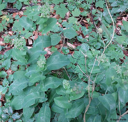 Bupleurum longifolium / Langblättriges Hasenohr  (06.06.2025; Oberes Filstal beim Eckfelsen)