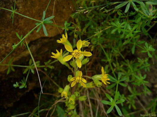Solidago virgaurea ssp. minuta / Alpen-Goldrute    VII-IX