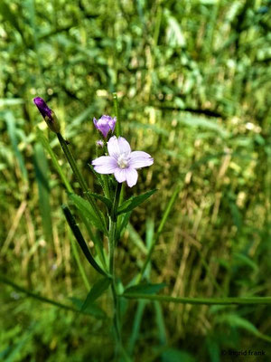 Epilobium parviflorum - Kleinblütiges Weidenröschen