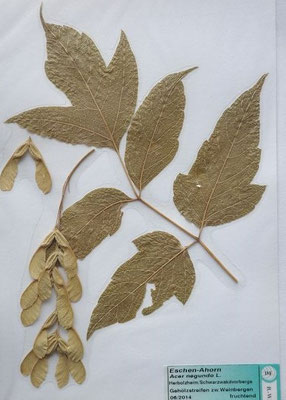 Acer negundo / Eschen-Ahorn   (06/2014; Köndringen/Schwarzwaldvorberge)    (Herbarium Dr. Wolf von Thun)