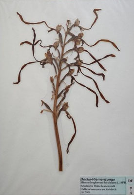 Himantoglossum hircinum / Bocks-Riemenzunge (06/2004; Schelinger Höhe, Kaiserstuhl) (Herbarium Dr. Wolf v. Thun)