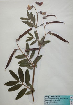 Lathyrus linifolius / Berg-Platterbse    VI-VII    (Herbarium Dr. Wolf von Thun)