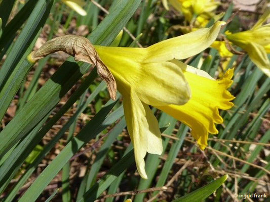 Narcissus pseudonarcissus / Osterglocke, Gelbe Narzisse    III-IV