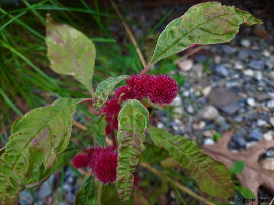 Amaranthus caudatus / Garten-Fuchsschwanz