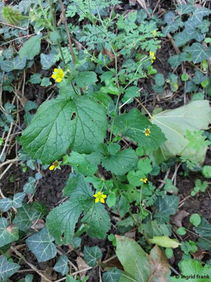 Geum urbanum / Echte Nelkenwurz    (11.08.2023; Heidelberg, Haarlassweg)