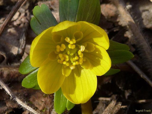 27.02.2010-Eranthis hyemalis - Winterling