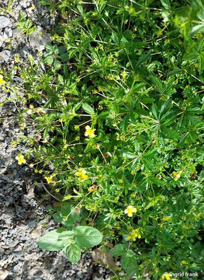 Potentilla erecta / Blutwurz