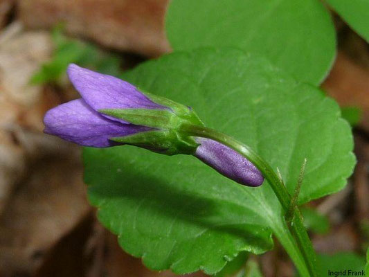 Viola reichenbachiana / Wald-Veilchen