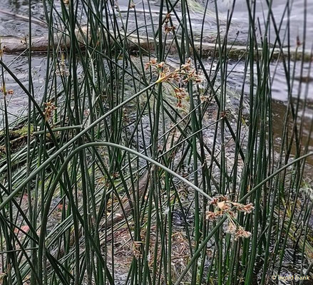 Schoenoplectus lacustris / Gewöhnliche Teichsimse  V-VII