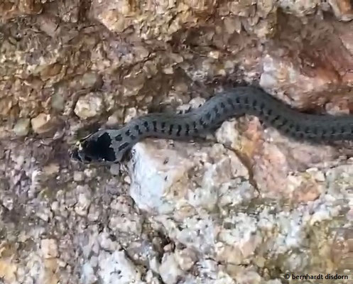 16.08.2024 - Schlingnatter bei Schriesheim, entdeckt von Benjamin, 8 J.