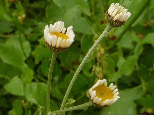 Tanacetum balsamita / Balsamkraut (20.06.2012; Weinheim, Schlosspark, Heilkräutergarten)