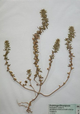 Veronica verna / Frühlings-Eherenpreis    (Herbarium Dr. Wolf von Thun)