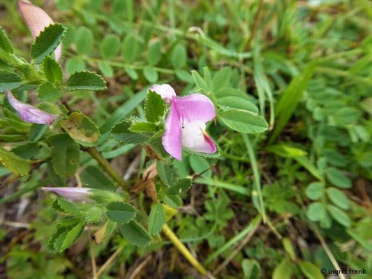 Ononis spinosa / Dornige Hauhechel    (25.08.2020; NSG Digelfeld)    