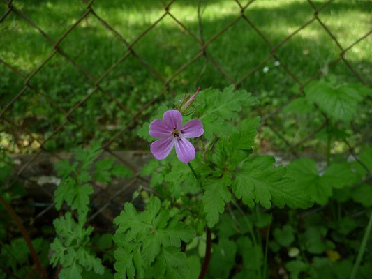 Platz 9: Stinkender Storchschnabel / Geranium robertianum    (nachgewiesen in 1150 der 1161 Kartierquadranten)