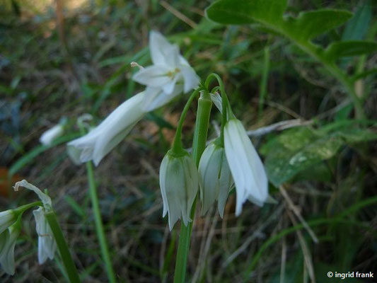 Allium triquetrum / Glöckchen-Lauch   XII-V