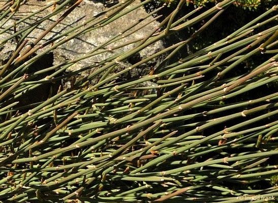 Ephedra distachya / Meerträubel (06.05.2018; Botanischer Garten Adorf im Vogtland)